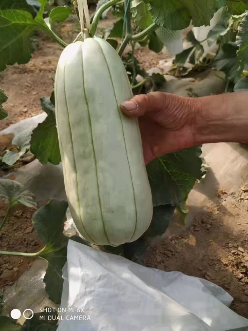 高石脆瓜口感脆甜含糖量高送礼必备