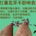 板栗蜜薯山东沙地生态种植板栗蜜薯一件代发