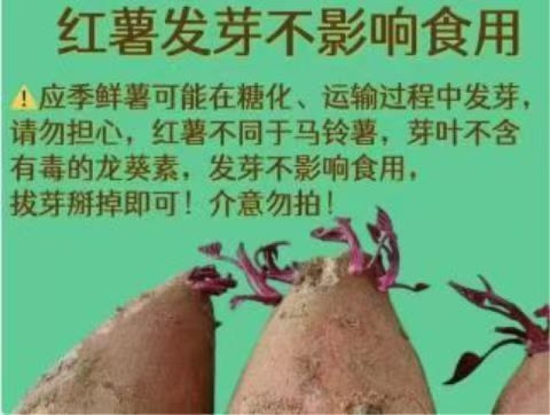 板栗蜜薯山东沙地生态种植板栗蜜薯一件代发
