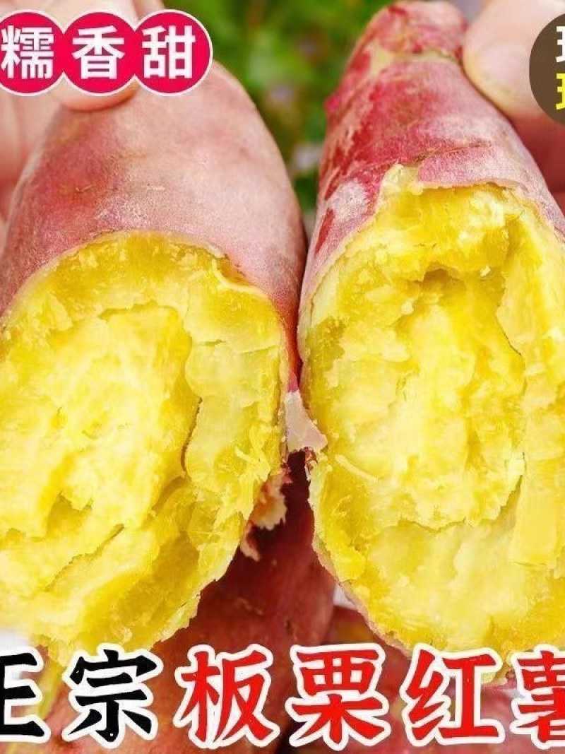 板栗蜜薯山东沙地生态种植板栗蜜薯一件代发