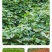 板栗蜜薯山东沙地生态种植板栗蜜薯一件代发