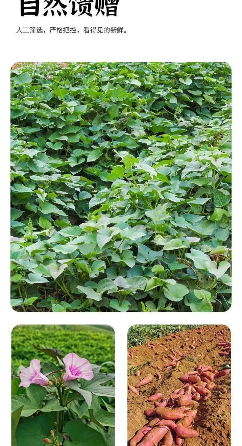 板栗蜜薯山东沙地生态种植板栗蜜薯一件代发