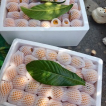 云南枇杷
