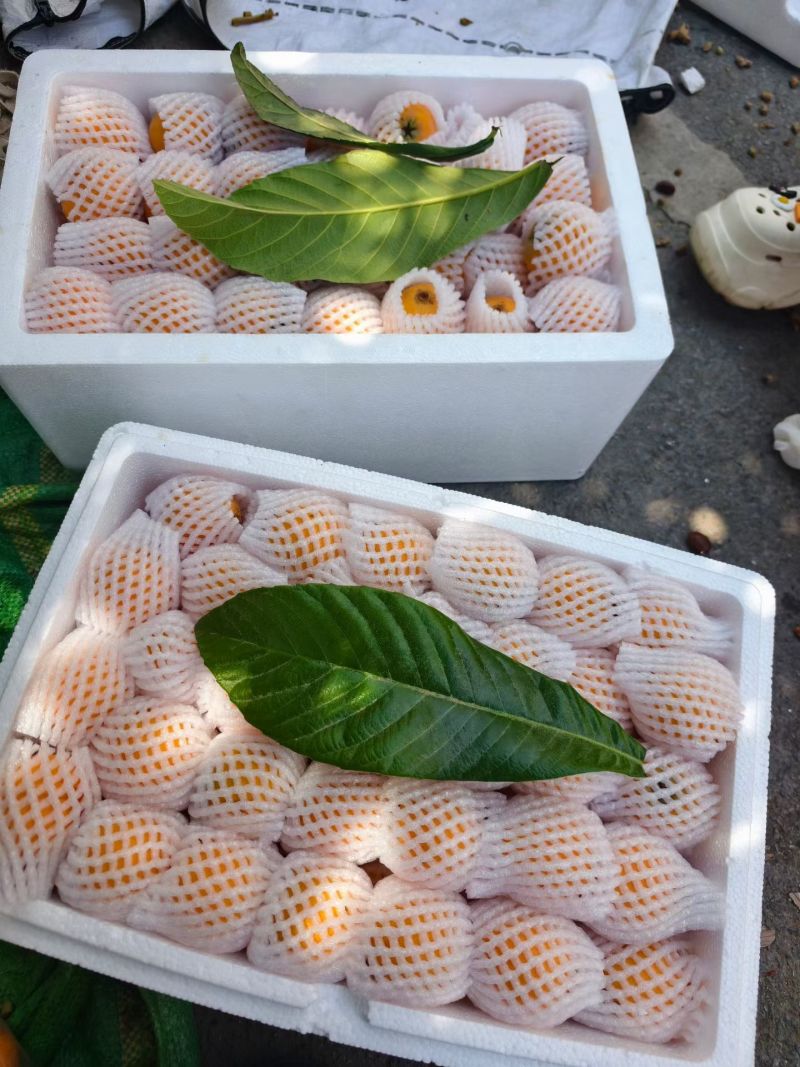 云南枇杷