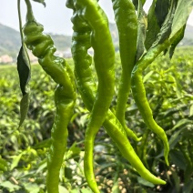 广西博白螺丝椒产地直供，现摘现发，货源充足整车批发，量大价优