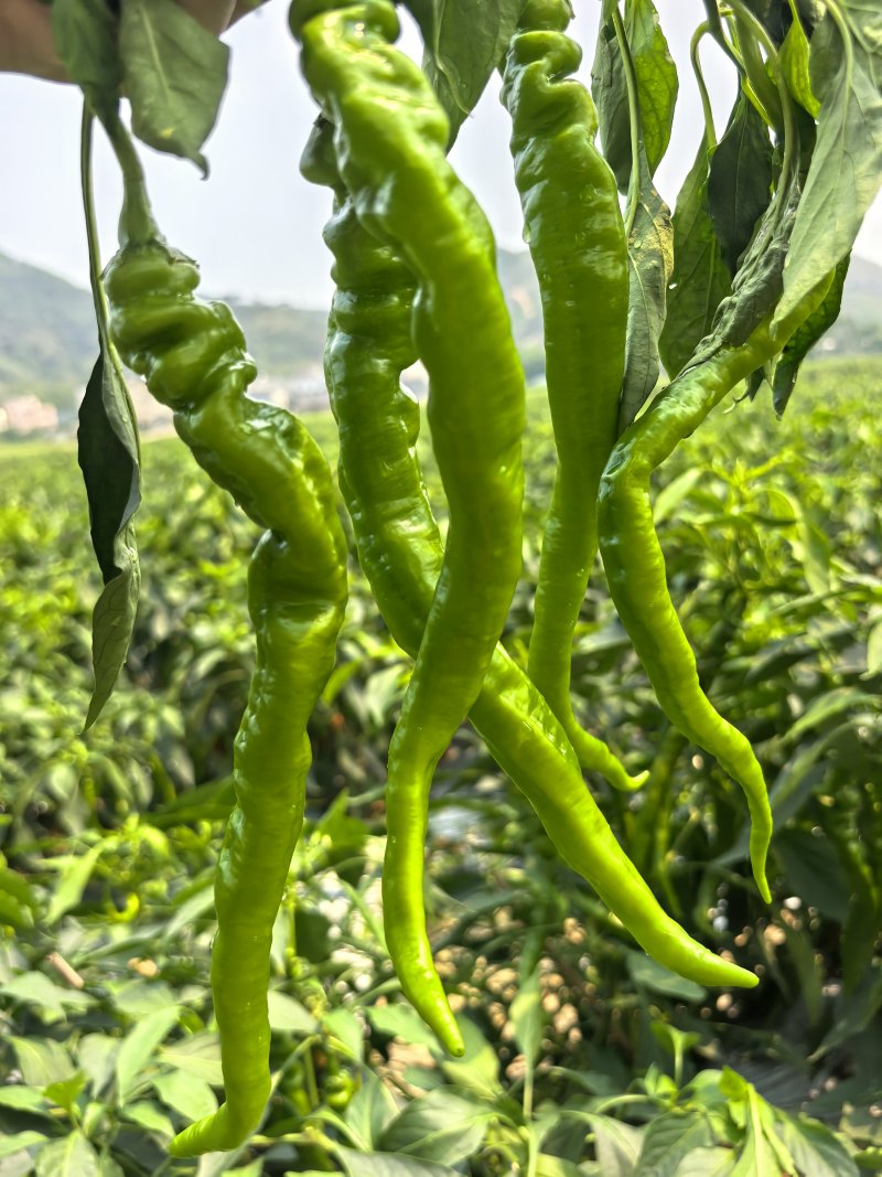 广西博白螺丝椒产地直供，现摘现发，货源充足整车批发，量大价优