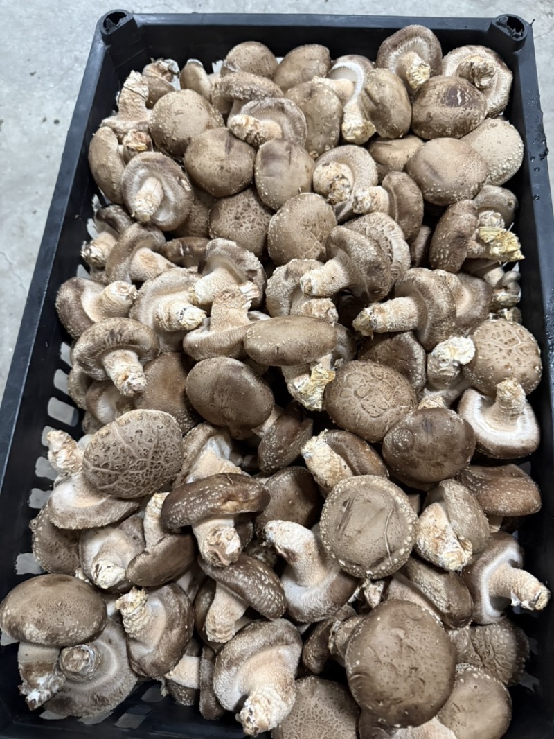 精品白加花