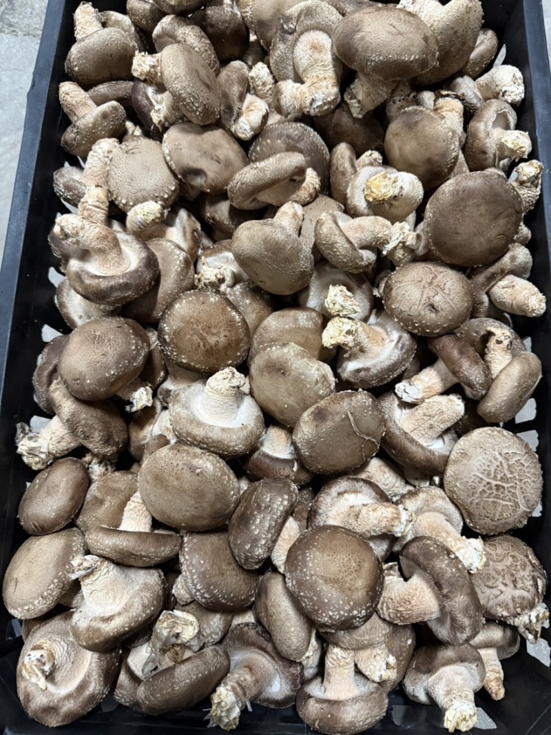 精品白加花