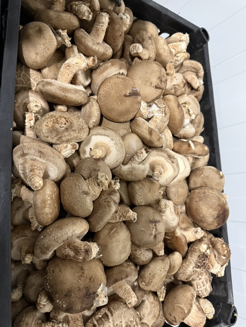 精品白加花