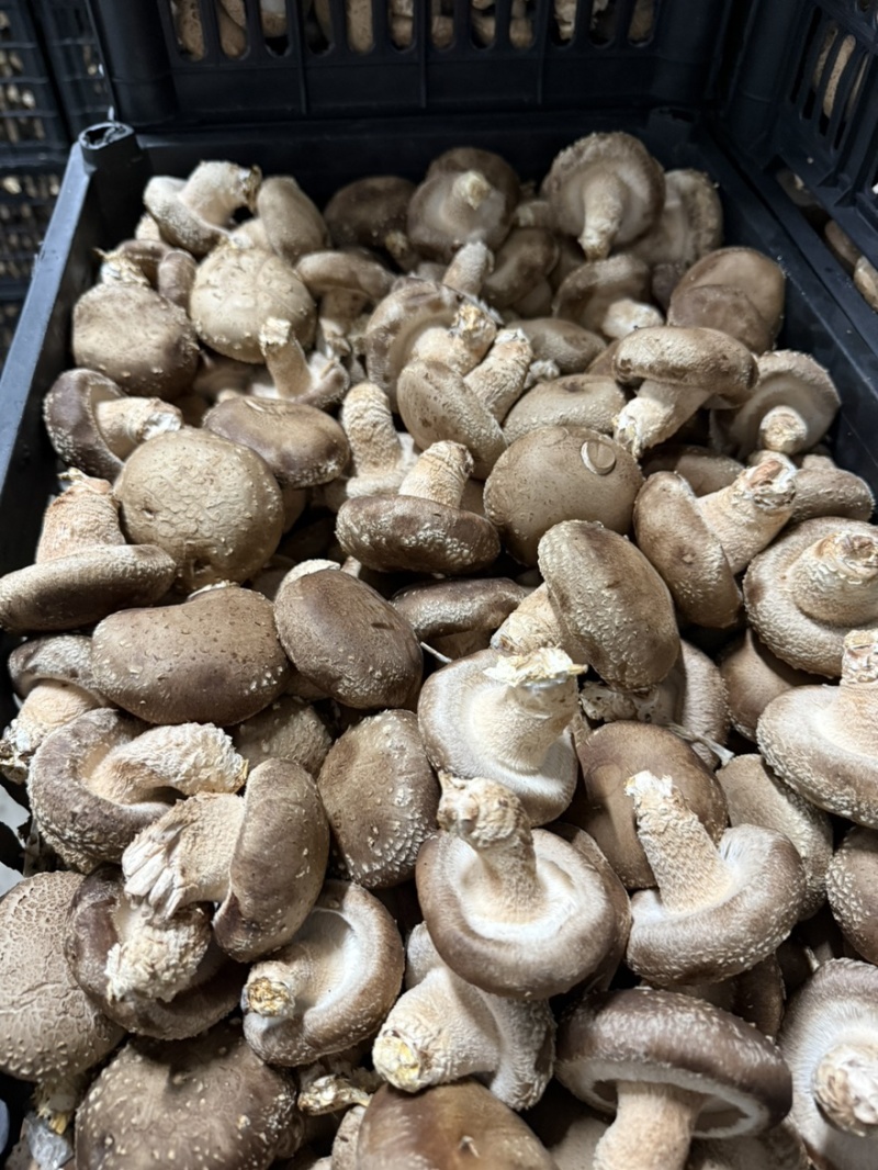 精品白加花
