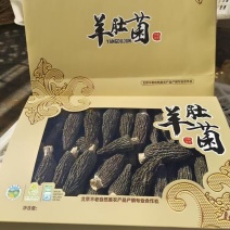 头茬羊肚菌干货***