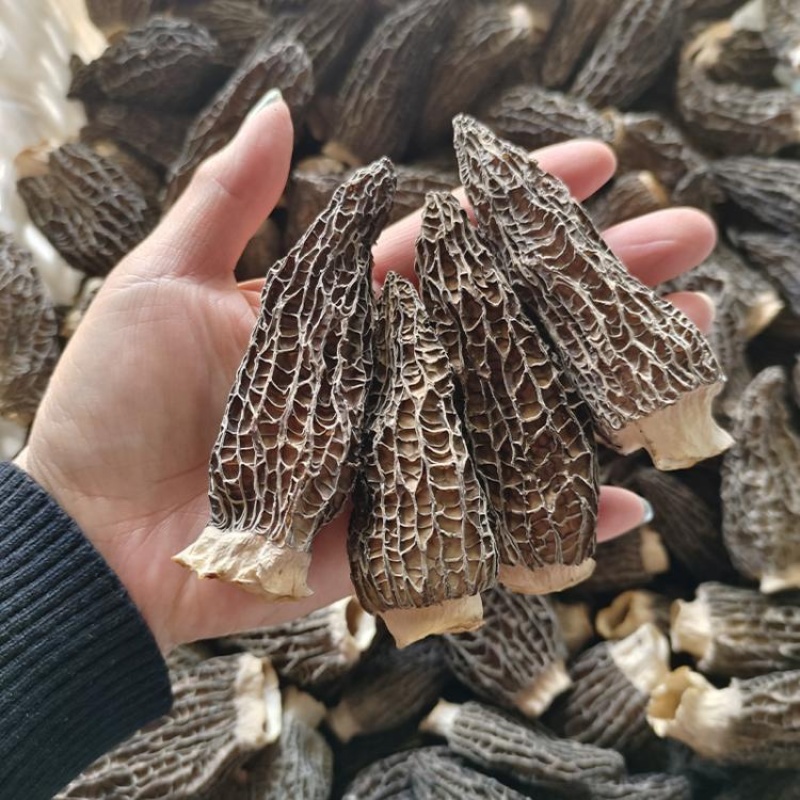 头茬羊肚菌干货***