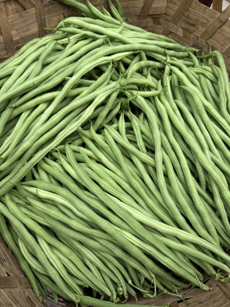 精品无茎豆价格优美大量有货