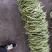 精品无茎豆价格优美大量有货