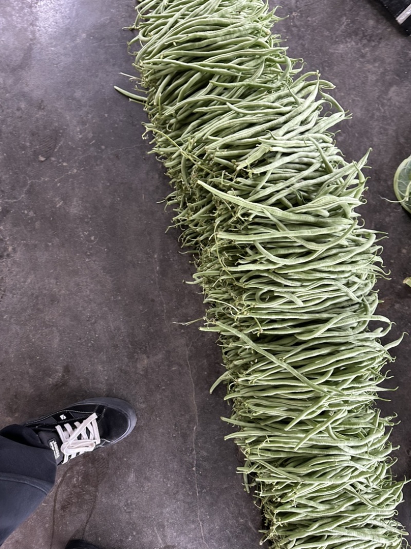 精品无茎豆价格优美大量有货
