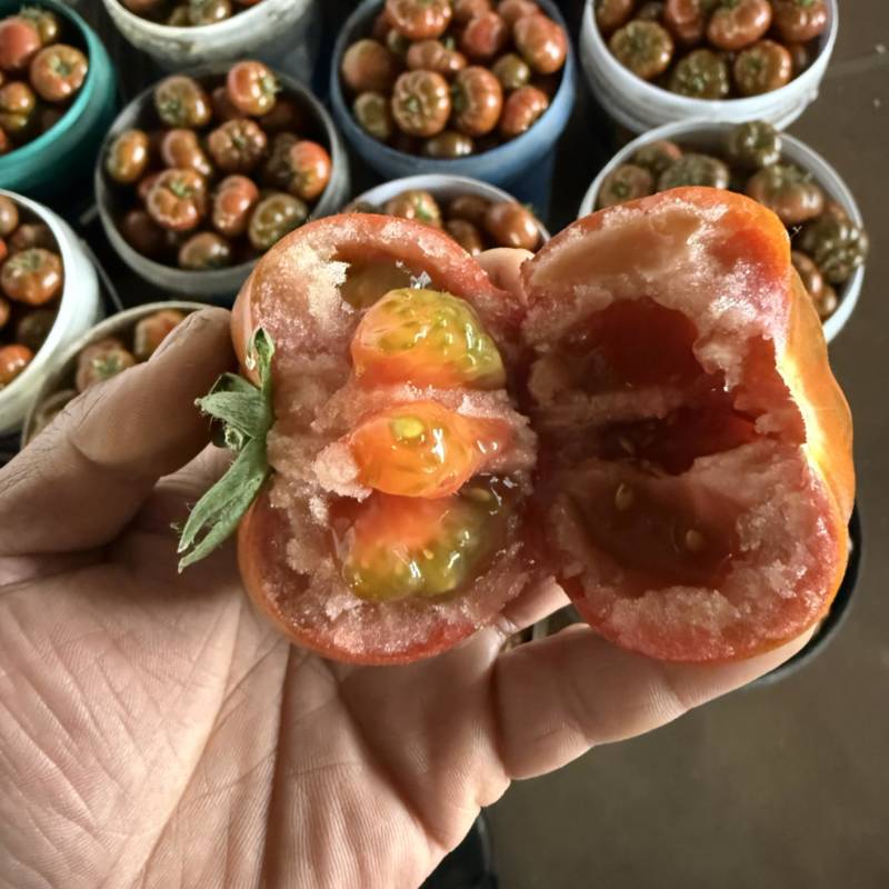 泰番麒麟番茄果肉沙瓤细腻汁水饱满入口回甜