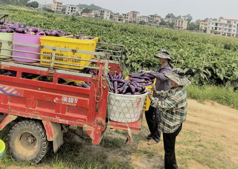 广西博白紫长茄产地直供，现摘现发，货源充足整车批发，量大价优
