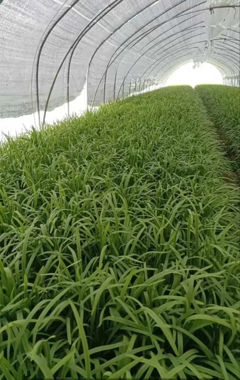 精品大叶韭菜