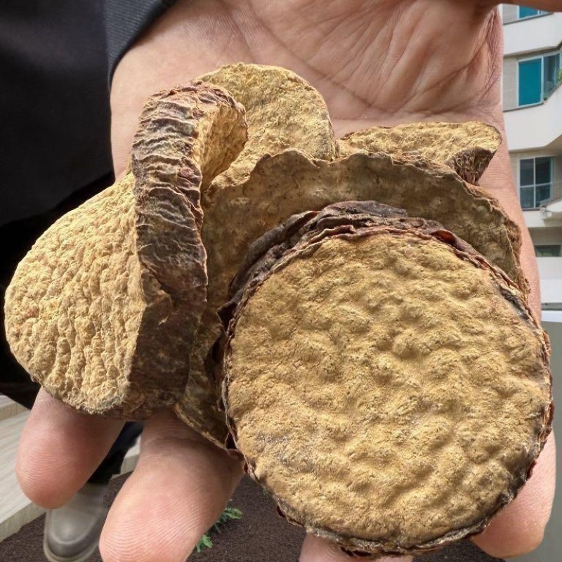 新疆管花肉苁蓉片