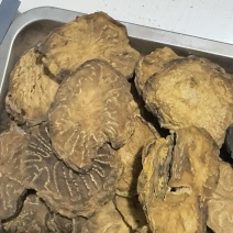 新疆荒漠肉苁蓉鲜干片