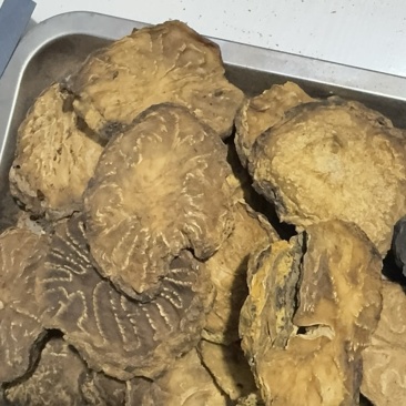 新疆荒漠肉苁蓉鲜干片