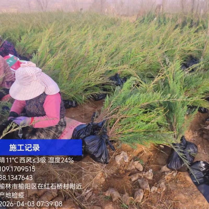 沙地柏