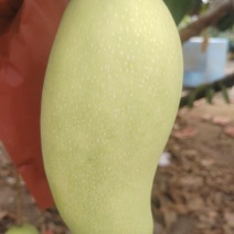 海南热带水果金煌芒