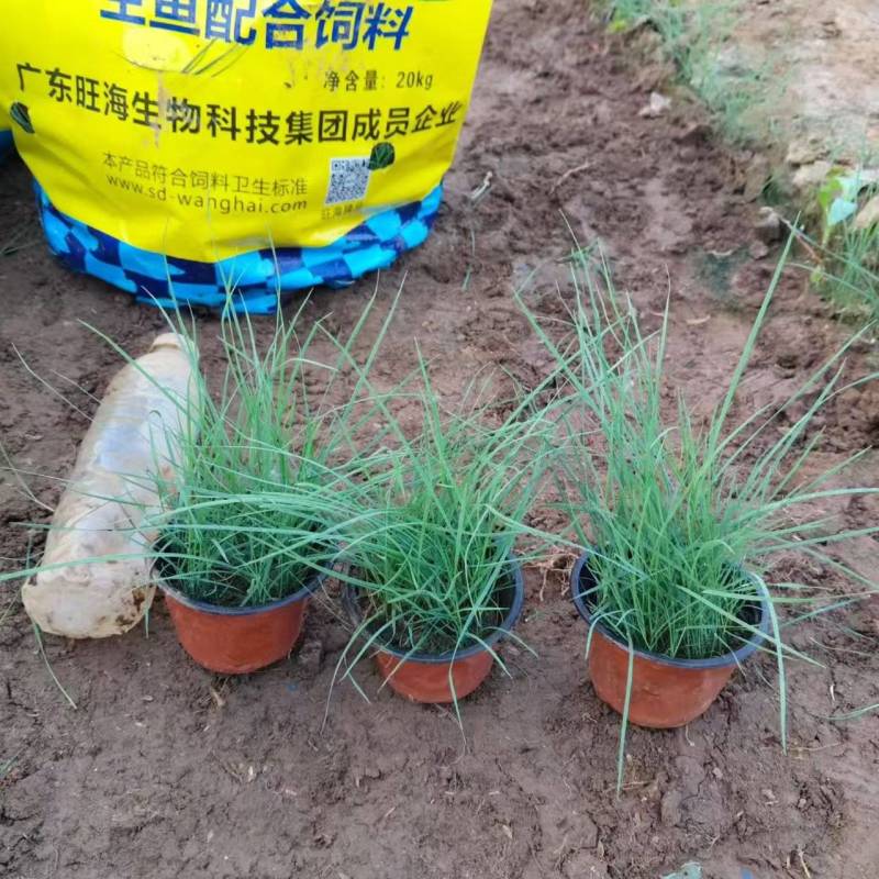 绿化苗木粉黛乱子草！基地批发！适合庭院花园小区绿化带两侧