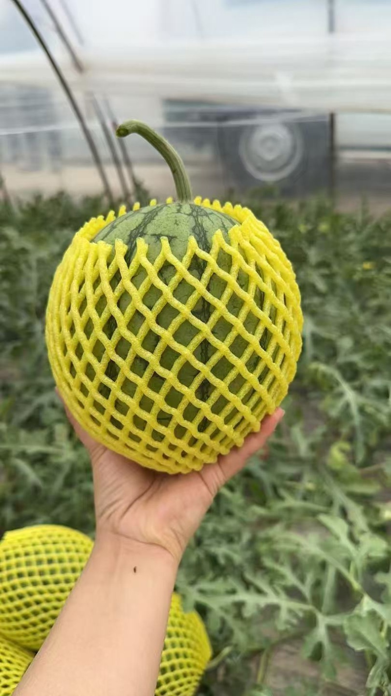 东台特小凤西瓜，东台特小凤西瓜产地对接，质保价优全国发货