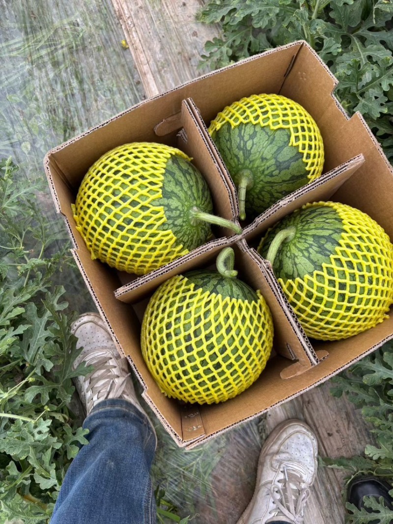 东台特小凤西瓜，东台特小凤西瓜产地对接，质保价优全国发货