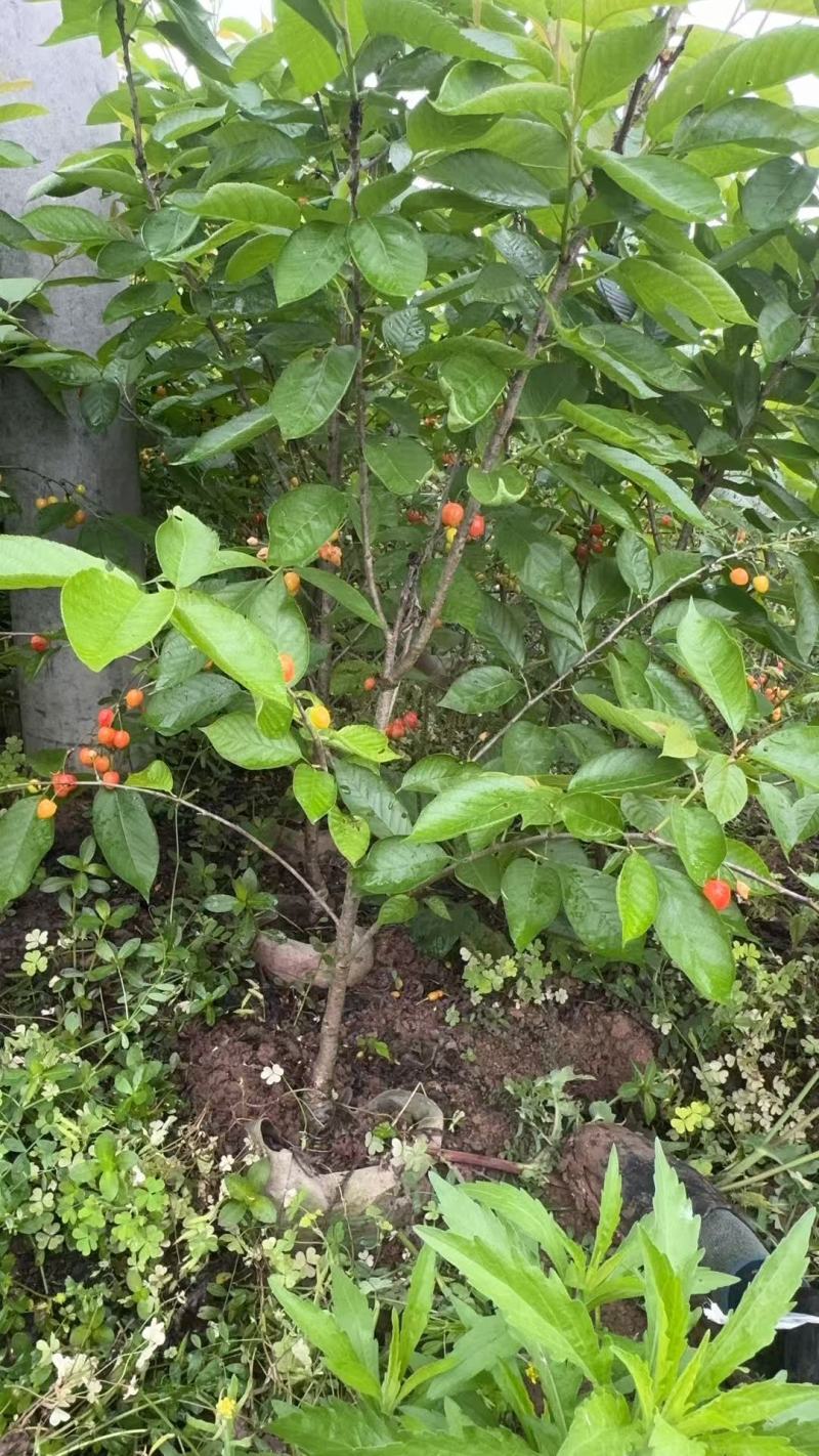 【推荐】樱桃苗红妃樱桃苗樱桃树苗低矮树型挂果