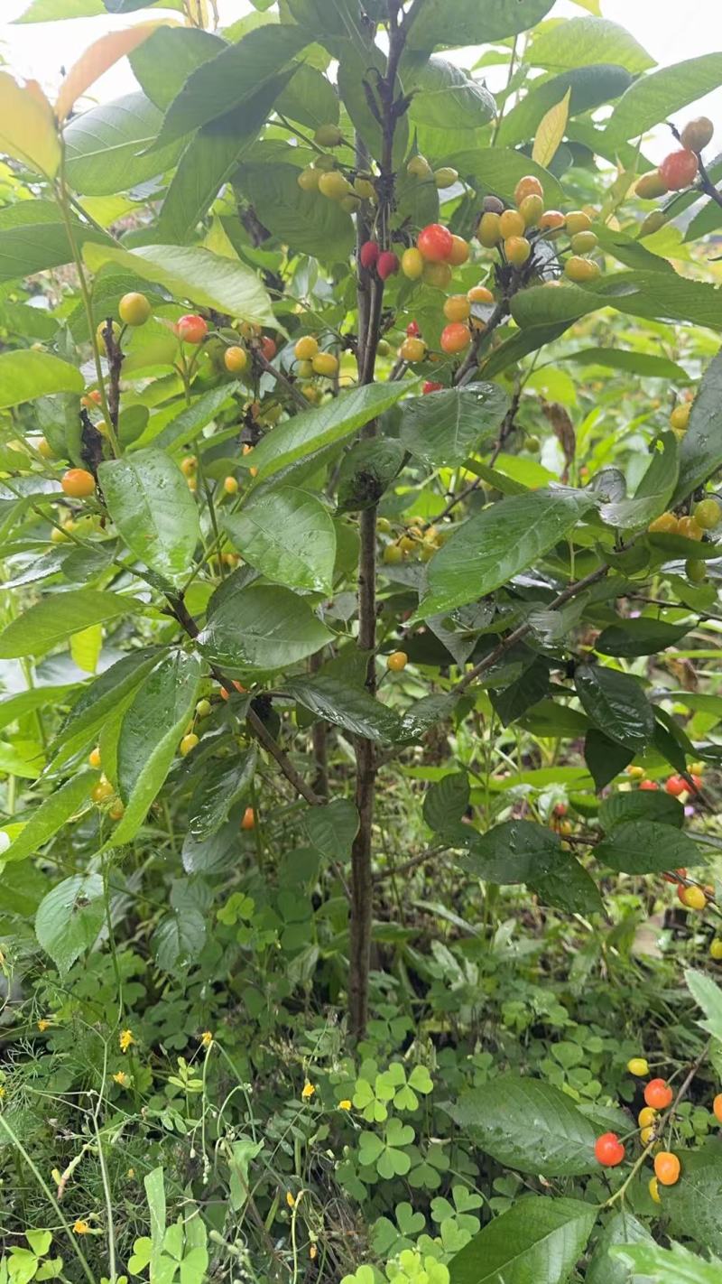 【推荐】樱桃苗红妃樱桃苗樱桃树苗低矮树型挂果