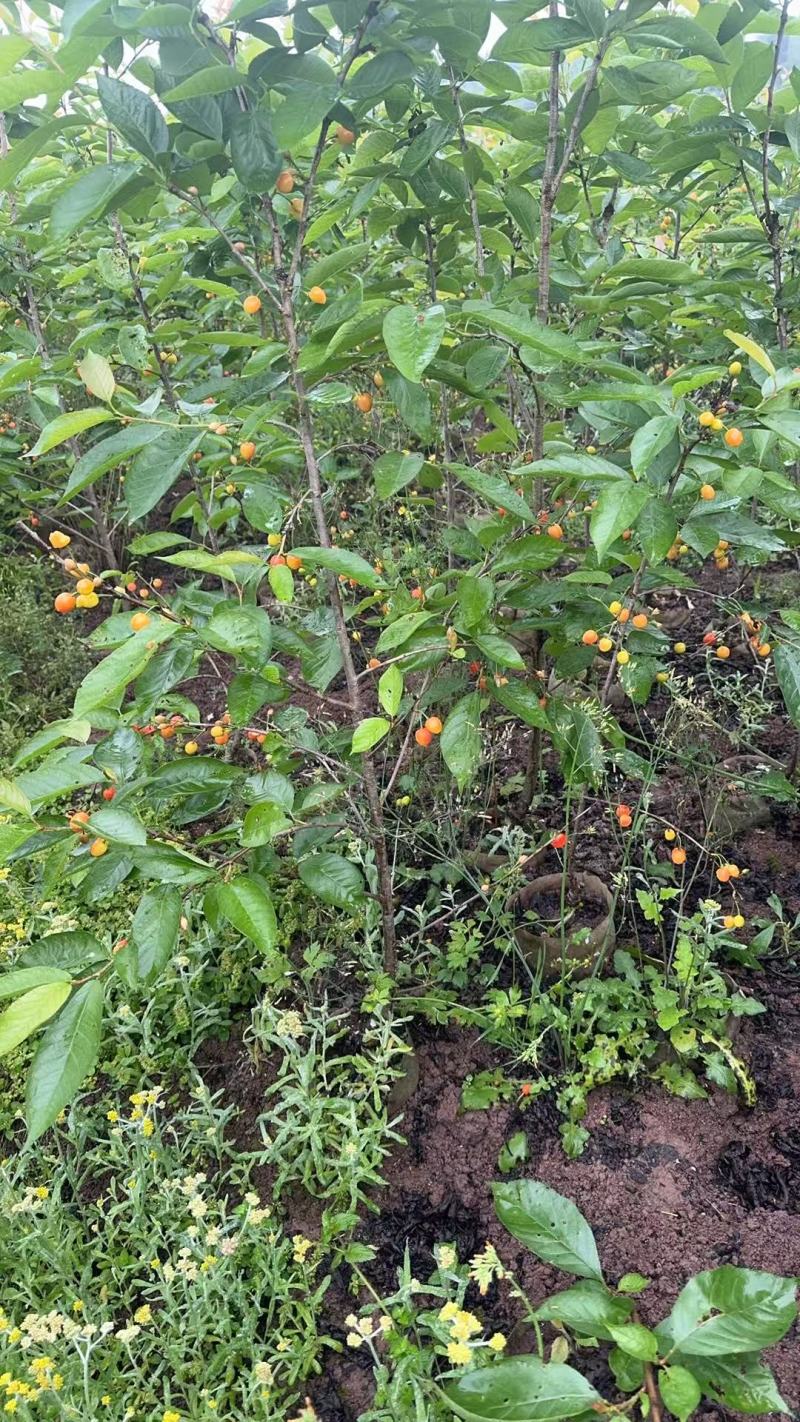 【推荐】樱桃苗红妃樱桃苗樱桃树苗低矮树型挂果