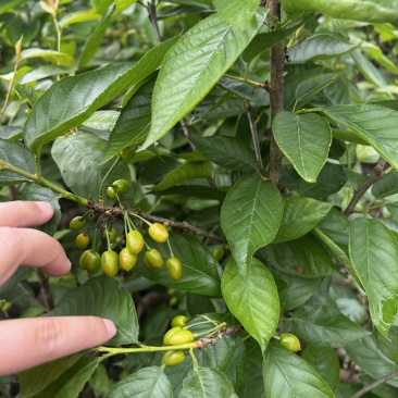 【推荐】樱桃苗红妃樱桃苗樱桃树苗低矮树型挂果