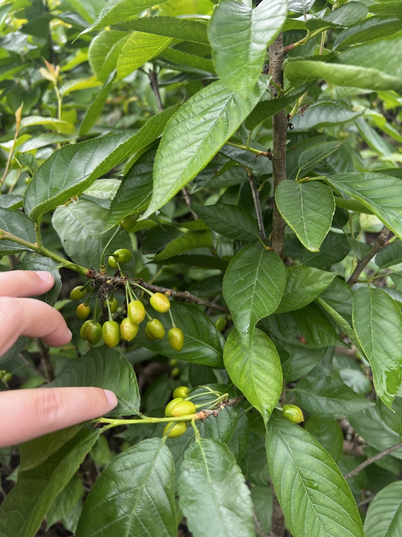 【推荐】樱桃苗红妃樱桃苗樱桃树苗低矮树型挂果