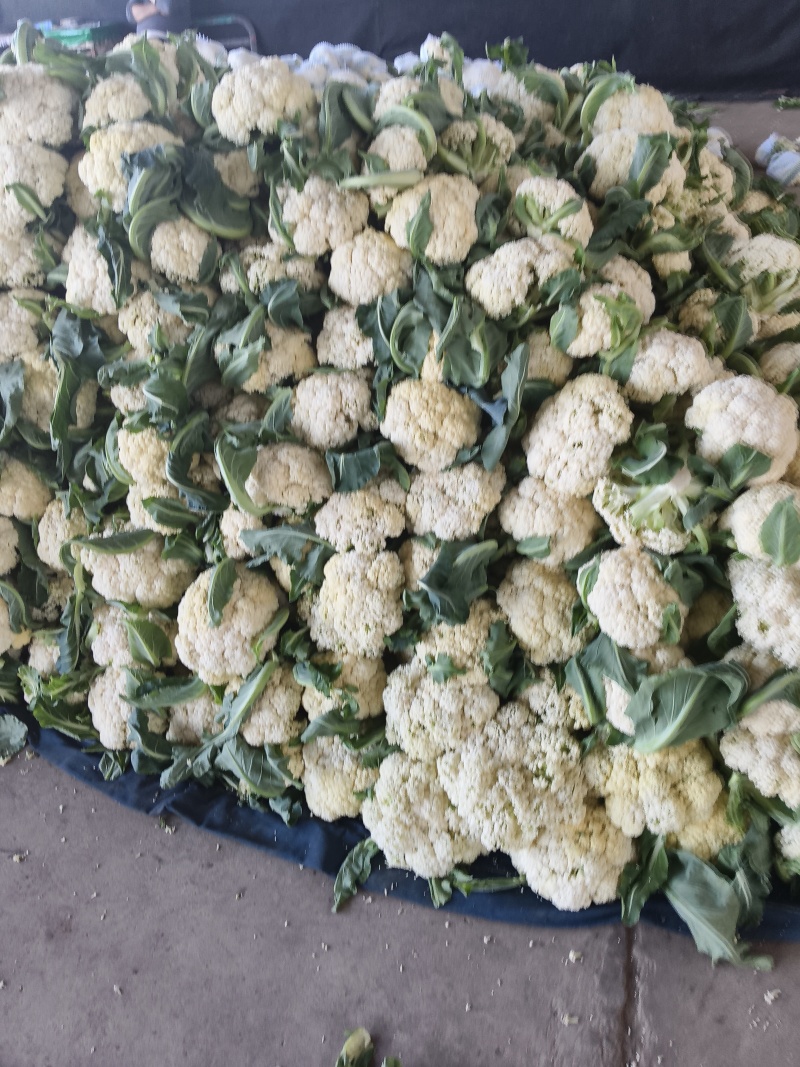 优质菜花