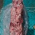 满肉羊胯骨一件20斤