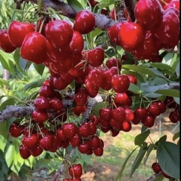 陕西澄城沙王樱桃大果合作社产地直供现摘现发整车供应