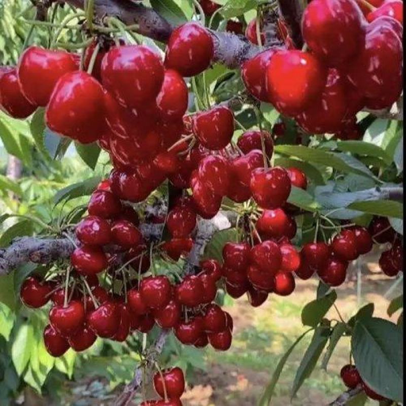 陕西澄城沙王樱桃大果合作社产地直供现摘现发整车供应
