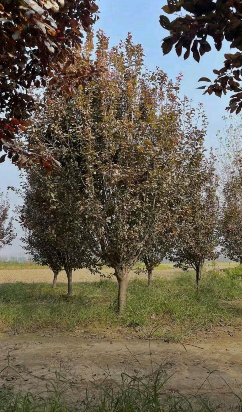 15公分紫叶李