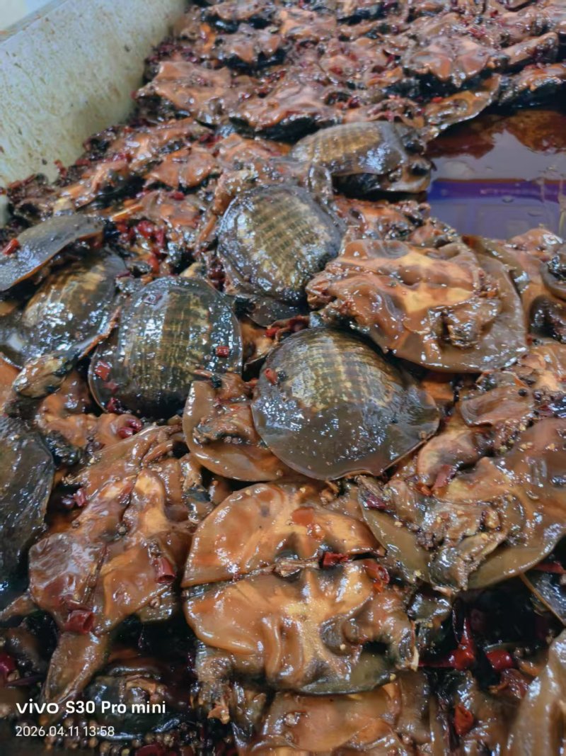 麻辣甲鱼，一个300克，一箱48个