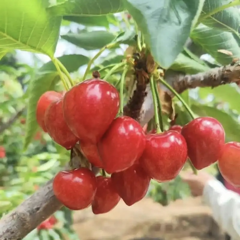陕西澄城沙王樱桃大果合作社产地直供现摘现发整车供应
