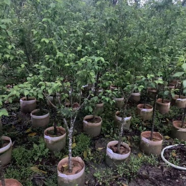 青梅2-5公分出售自家果苗基地