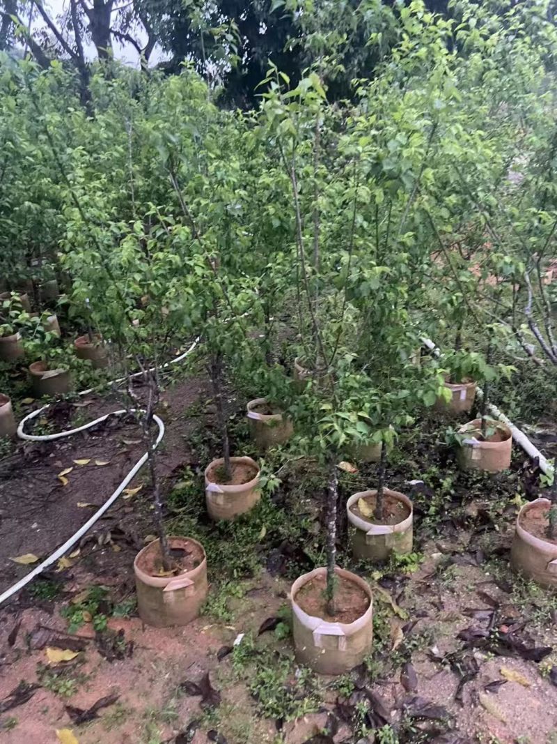 青梅2-5公分出售自家果苗基地