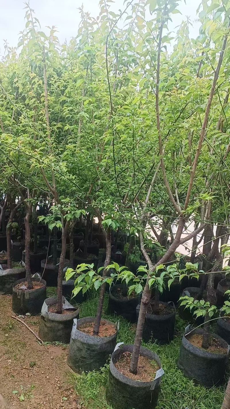 青梅2-5公分出售自家果苗基地
