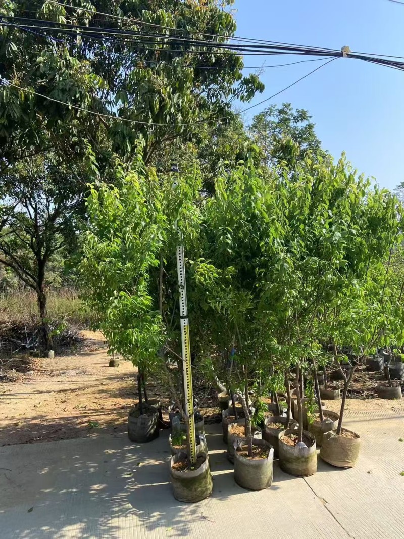 青梅2-5公分出售自家果苗基地