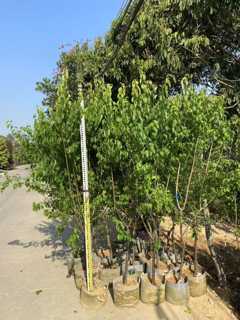 青梅2-5公分出售自家果苗基地