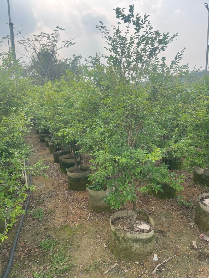 青梅2-5公分出售自家果苗基地