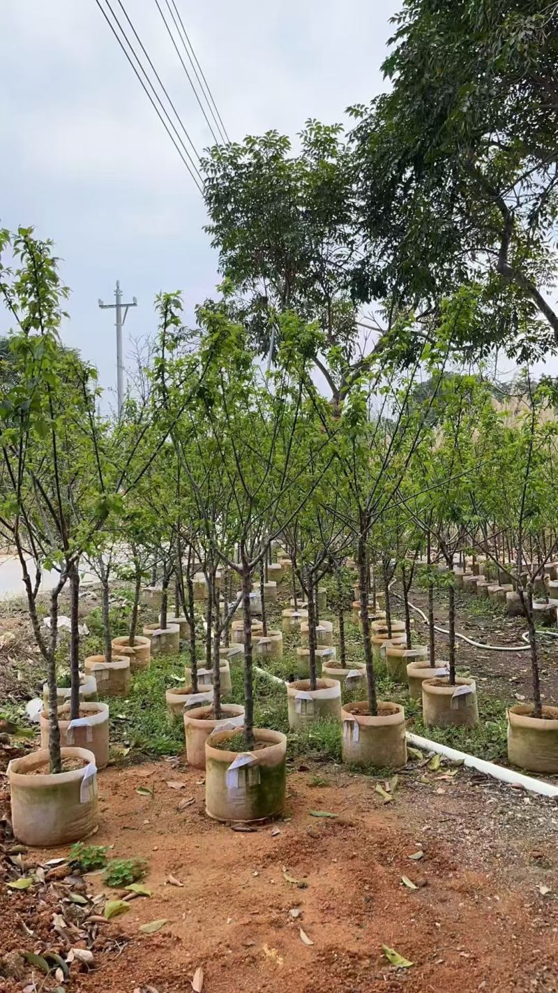 青梅2-5公分出售自家果苗基地