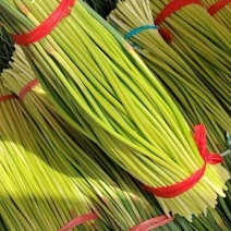 精品蒜薹大量上市，产地直发，价格美丽，欢迎咨询订购